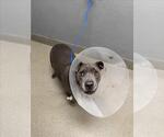 Small American Pit Bull Terrier Mix