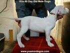 Small Photo #259 Dogo Argentino Puppy For Sale in JANE, MO, USA