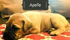 Small Photo #3 Bullmastiff Puppy For Sale in LIMERICK, PA, USA