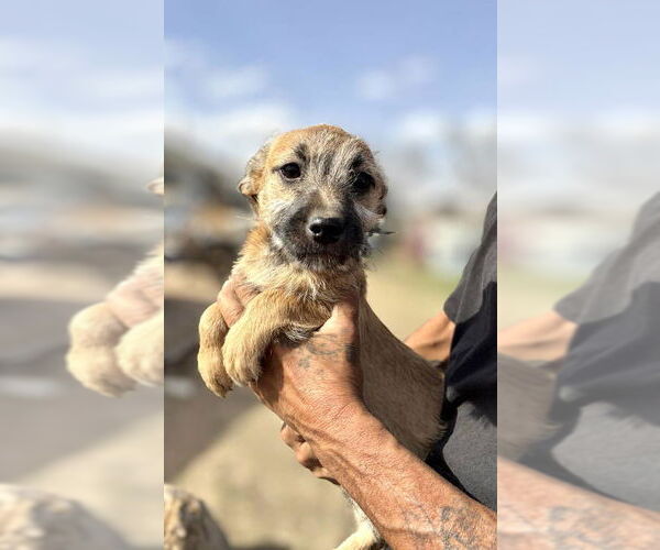 Medium Photo #5 Rat-Cha Puppy For Sale in Grafton, WI, USA