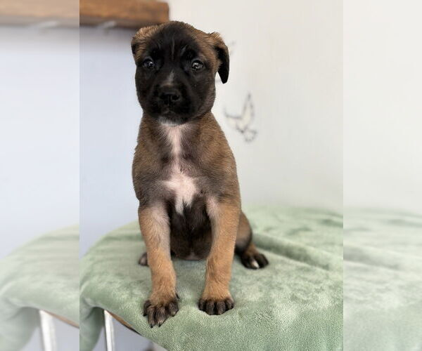 Medium Photo #2 Mutt Puppy For Sale in Studio City, CA, USA