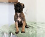 Small #1 Mutt