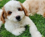 Small #21 Bernedoodle (Miniature)
