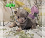 Small #3 Chihuahua
