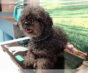 Medium Poodle (Miniature) Mix