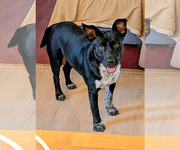 Medium Photo #1 Border Collie-Unknown Mix Puppy For Sale in Mount Laurel, NJ, USA