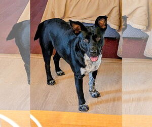 Border Collie-Unknown Mix Dogs for adoption in Mount Laurel, NJ, USA