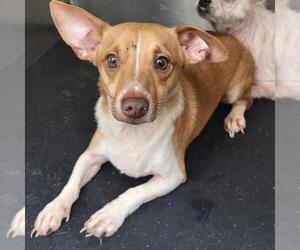 Chihuahua-Unknown Mix Dogs for adoption in San Antonio, TX, USA
