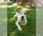 Small #1 Mutt