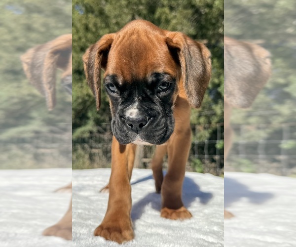 Medium Photo #6 Boxer Puppy For Sale in PAWNEE CITY, NE, USA