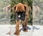 AKC Art - Male Boxer Puppy for Sale - Photo #6