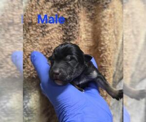 German Shepherd Dog-Unknown Mix Dogs for adoption in HESPERIA, CA, USA