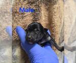 Small German Shepherd Dog Mix