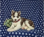 Small #1 Siberian Husky