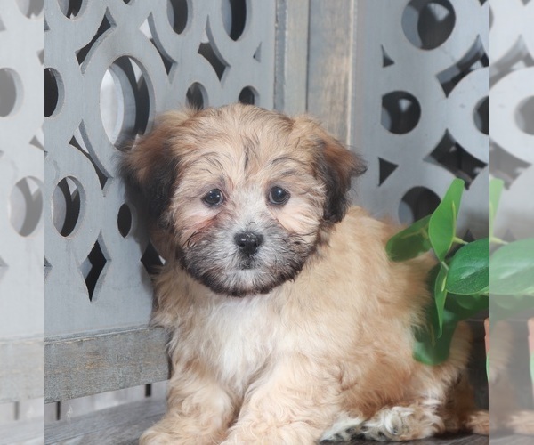 Medium Photo #3 Zuchon Puppy For Sale in MOUNT VERNON, OH, USA