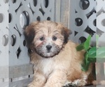 Small Photo #3 Zuchon Puppy For Sale in MOUNT VERNON, OH, USA