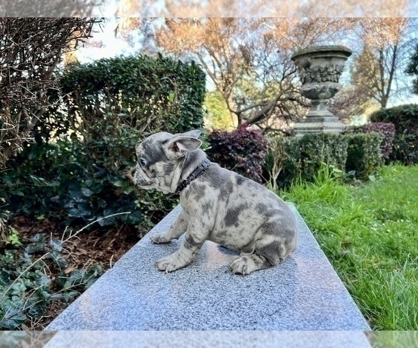 Medium Photo #151 French Bulldog Puppy For Sale in HAYWARD, CA, USA