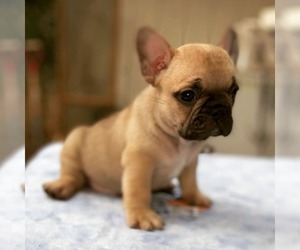 French Bulldog Puppy for sale in GALT, CA, USA