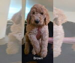 Image preview for Ad Listing. Nickname: Brown Collar Bo