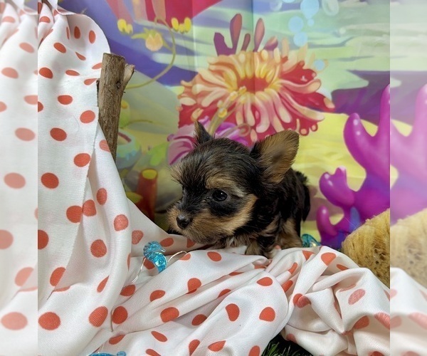Medium Photo #7 Yorkshire Terrier Puppy For Sale in CASSVILLE, MO, USA