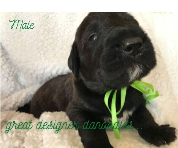 Medium Photo #1 Great Dane-Poodle (Standard) Mix Puppy For Sale in SHELLEY, ID, USA