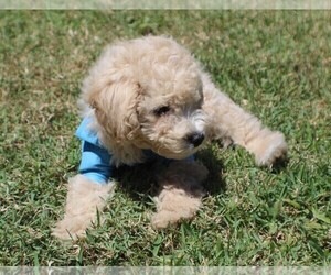Poodle (Miniature) Puppy for Sale in MIDDLEBURG, Florida USA
