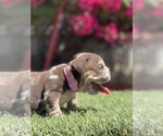 Small Photo #3 Bulldog Puppy For Sale in LOS ANGELES, CA, USA