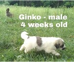 Small Photo #54 Great Pyrenees Puppy For Sale in HILLSVILLE, VA, USA