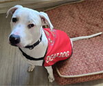Echo - Male Mutt Dog for Adoption - Small photo