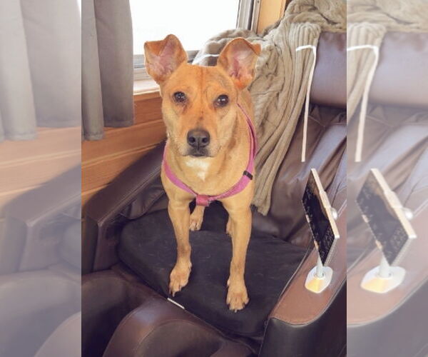 Medium Photo #1 Mutt Puppy For Sale in St. Louis Park, MN, USA