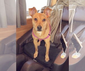 Mutt Dogs for adoption in St. Louis Park, MN, USA