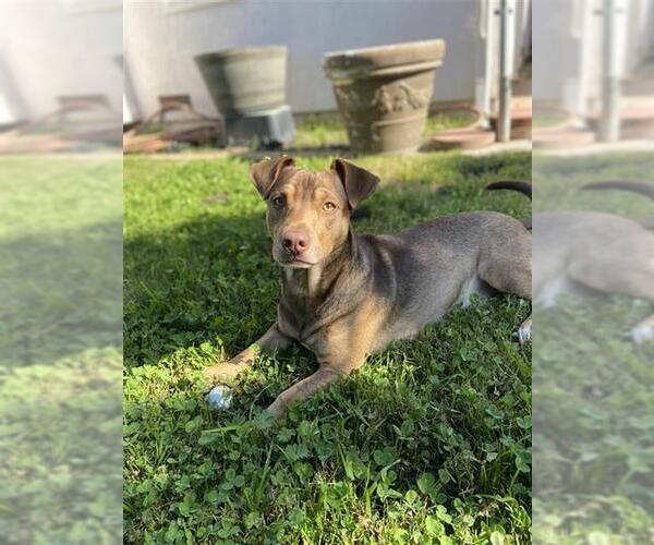 Medium Photo #3 Dachshund Puppy For Sale in Fremont, CA, USA