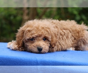 Poodle (Toy) Puppy for sale in DYERSBURG, TN, USA