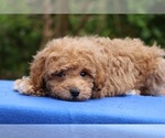 Small Poodle (Toy)