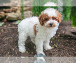 Puppy Kassie Poodle (Miniature)
