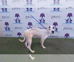 Sharmatian Dogs for adoption in Orlando, FL, USA