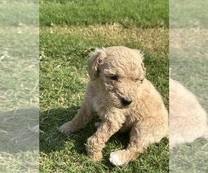 Poodle (Standard) Puppy for sale in GRANITEVILLE, SC, USA