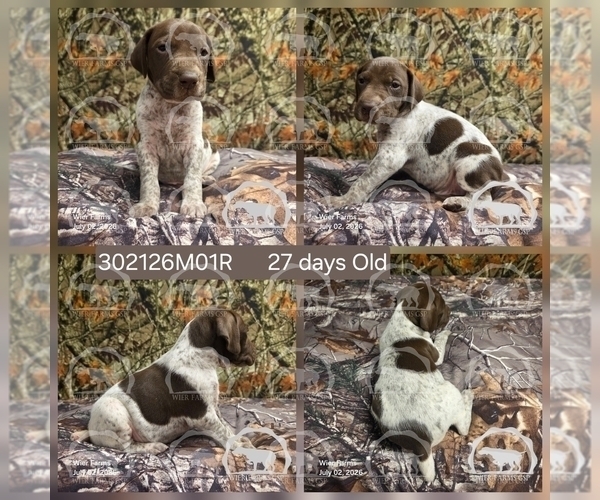 Medium Photo #2 German Shorthaired Pointer Puppy For Sale in MOYIE SPRINGS, ID, USA