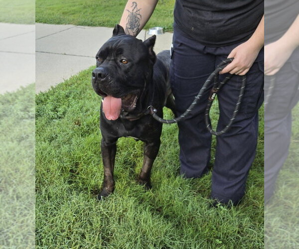 Medium Photo #3 Mutt Puppy For Sale in Glen Allen, VA, USA