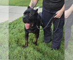 Small Photo #3 Mutt Puppy For Sale in Glen Allen, VA, USA