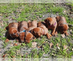 Redbone Coonhound Puppy for sale in TOWNSEND, GA, USA
