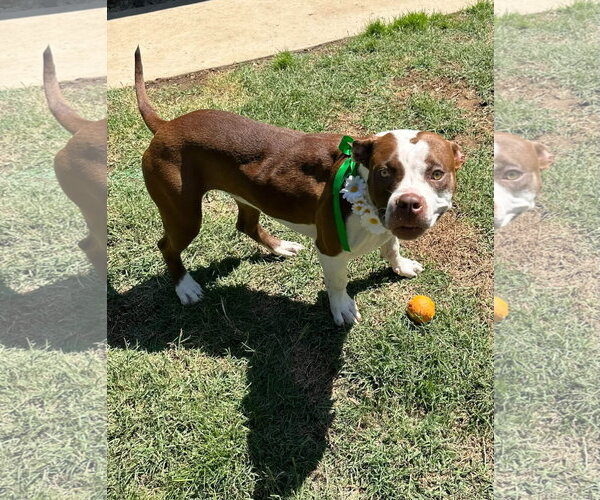 Medium Photo #10 American Boston Bull Terrier Puppy For Sale in Redlands, CA, USA