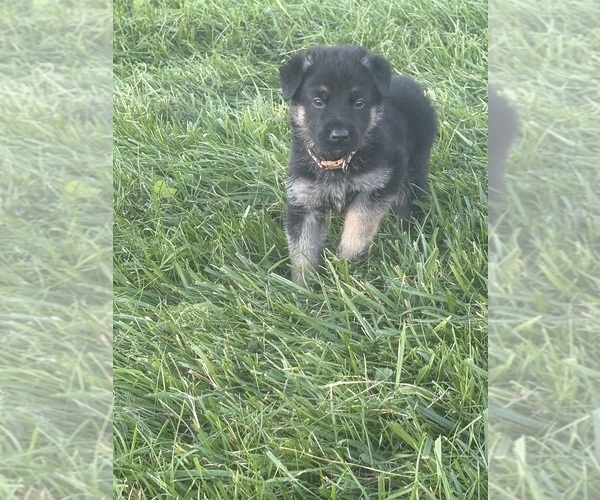 Medium Photo #1 German Shepherd Dog Puppy For Sale in SUMPTER TWP, MI, USA