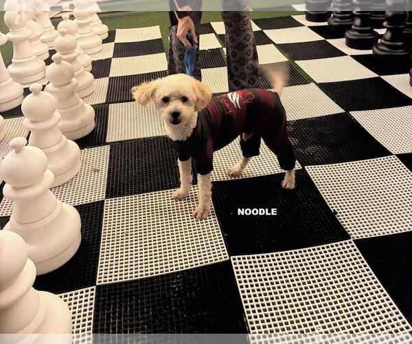 Medium Photo #4 Poodle (Standard)-Unknown Mix Puppy For Sale in Woodland Hills, CA, USA
