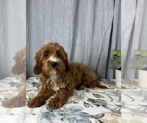 Goldendoodle (Miniature) Puppy for sale in GREENWOOD, IN, USA