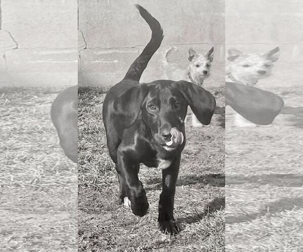 Medium Photo #5 Labrador Retriever-Unknown Mix Puppy For Sale in Mount Laurel, NJ, USA