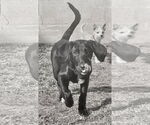 Small #4 Labrador Retriever Mix