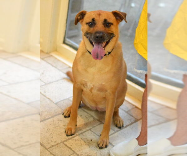 Medium Photo #1 Black Mouth Cur-Unknown Mix Puppy For Sale in Germanton, TN, USA