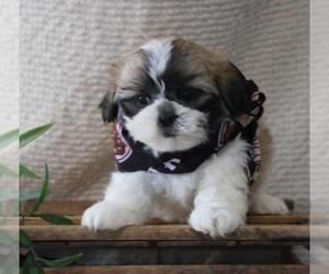 Shih Tzu Puppy for sale in ORO VALLEY, AZ, USA