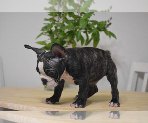 American French Bull Terrier Puppy for sale in HUMBLE, TX, USA